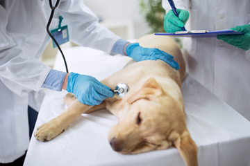 Tierarztpraxis Dr. Martin Schmidt in Neu-Ulm - Wir bieten ein umfangreiches Behandlungsmöglichkeiten für Kleintiere (Hunde, Katzen, Kaninchen, usw.) an.