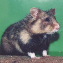Hamster - Tierarztpraxis Dr. Martin Schmidt in Neu-Ulm